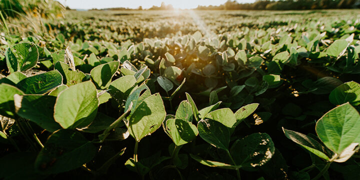 Soyabean farm