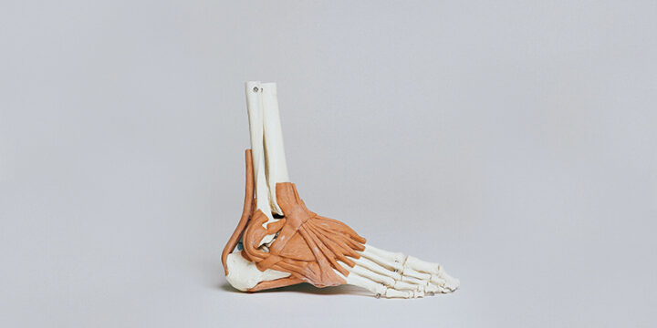 bones of a foot